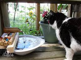 cat paradise with this easy fountain hack