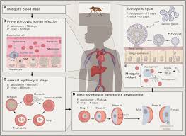 Malaria is a disease caused by a parasite. Malaria Biology And Disease Cell