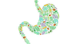 Image result for gut microbiome