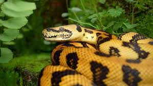 carpet python facts 9 fascinating