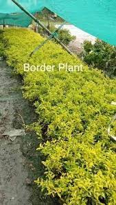 Rectangular Garden Border Plant