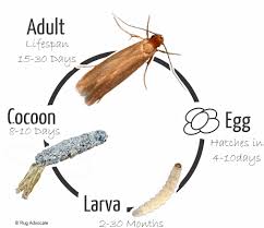 life cycle of the carpet moth plastic
