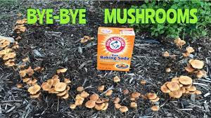 mushrooms you