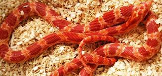the top 14 best corn snake substrate