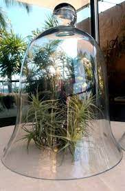 Extra Large Glass Bell Jar Thick Glass