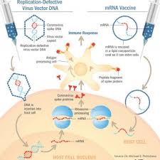 Astrazeneca vaccine mechanism of action : Understanding Messenger Rna And Other Sars Cov 2 Vaccines Mdedge Hematology And Oncology