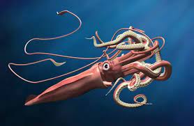 giant squid description habitat