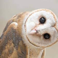 Animal behaviour: Barn owls make mental maps like humans do | New Scientist