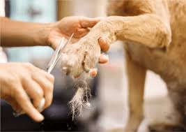 our dog nail trim service is more than