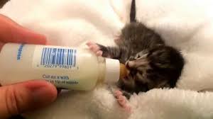 Bottle feeding kitten (6 days old). Newborn Kitten Bottle Feeding Youtube