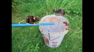 Today we are actually going to get to some really creative diy pvc pipe projects knowing that apart from plumbing what. Best Pvc Mouse Trap How To Make Mouse Rat Trap Using Water Pipe Bucket Youtube