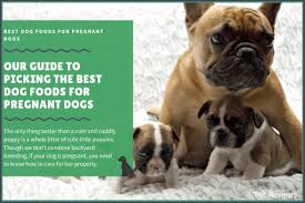Best Dog Food For Pregnant Dog 2019 Human Grade Freeze Dried