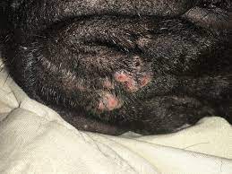 rash on dog chin
