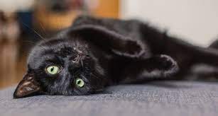 Top 10 Reasons to Love Black Cats | BeChewy