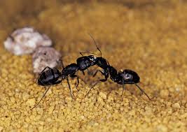 why do black ants swarm in one spot ehow