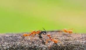 how to spot a red ants infestation and