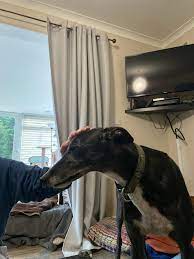 Some love please for this doofus Dexter who just had a seizure : r/Greyhounds