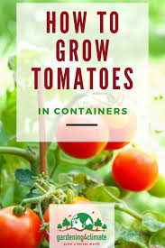 growing tomatoes in pots how to grow