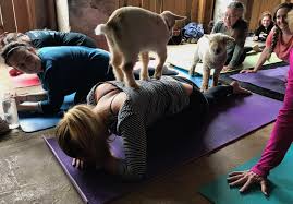 yoga cles goats puppies