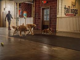 Unleashed.) is a trendy coffee shop located in atlanta, georgia. 10 Incredible Indoor Dog Parks Hgtv