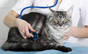 It rapidly grows in the affected cell; Feline Hepatitis Maxxipaws