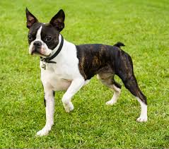boston terrier puppies and dogs in