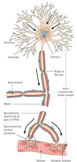 the nervous system structure and