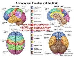 In This Diagram It Shows The Different Parts Of The Brain