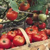 tomatoes alive plus organic fertilizers