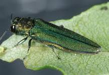Image result for what is emerald ash borer