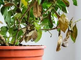 Learn About Common Diseases Of Gardenia