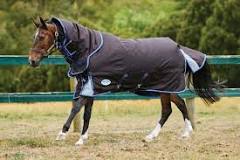 why-do-they-put-blankets-on-horses