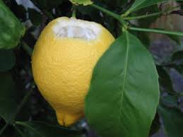 citrus pests agriculture and food