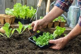 Plant An Outdoor Container Garden