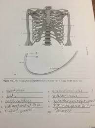 This video will show you how to cut through the rib cage of a fetal pig. Solved Cadore Figure 75 21 The Rib Cage Photographs To Chegg Com