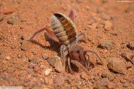 If you live in north america, there are only two types of spiders with the potential to cause serious harm first of all, i apologize if anything in the following post is against the rules. Camel Spider Facts Pictures In Depth Information Desert Arachnids