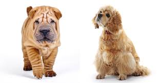 have you heard about the er pei are you wondering if a er spaniel shar pei mix puppy is right for you