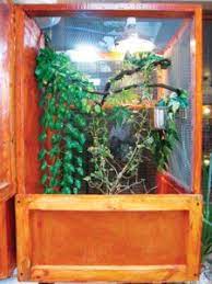 So, i'm thinking of a diy version using. How To Choose The Best Chameleon Cage Sa Chameleons