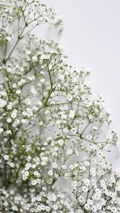 17 baby s breath wallpapers