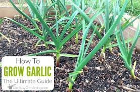 How To Grow Garlic The Ultimate