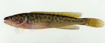 River Blackfish Gadopsis Marmoratus Richardson 1848 The