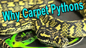 5 reasons why i love carpet pythons