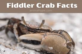 fiddler crab facts all you need to