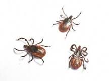 what-is-the-lifespan-of-a-tick