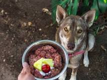 What is the best raw meat for dogs?