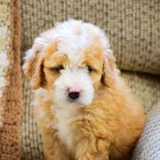 At prairie hill puppies, we're pleased to offer beautiful bernedoodle puppies for sale. Maple Bernedoodle Puppy 607201 Puppyspot