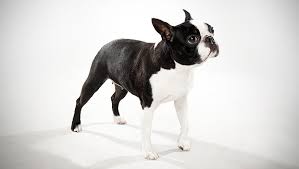 black and white pet boston terrier dog