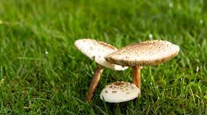 mushrooms in the lawn how to remove