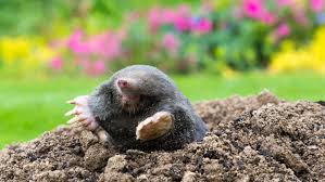 5 ways to keep moles out of your yard