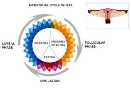 Quali sono i sintomi della malattia? Periodo Fertile Ovulazione Ciclo Mestruale Conosciamoli Per Facilitare O Evitare Una Gravidanza Medicitalia It